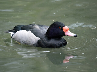 The colored male Common Pochard, Aythya ferina, swims in the water