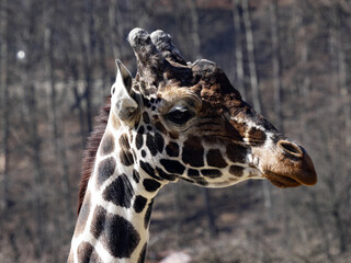 Portrait of an adult male Baringo Giraffe, Giraffa camelopardalis Rothschildi.