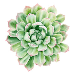 Fototapeta premium Watercolor succulent on a white background - botanical realistic illustration