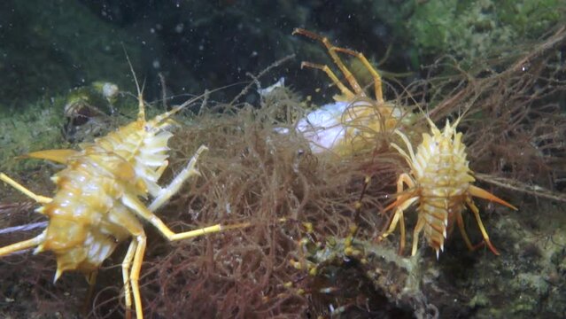 Unique endemic crustacean crayfish Acanthogammarus deep underwater in animal world of peculiar wild nature of Lake Baikal in Siberia Russia.