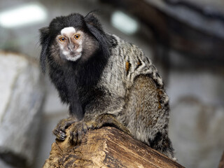 The black-tufted marmoset, Callithrix penicillata, sits on a branch and observes the surroundings.
