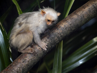 Silvery Marmoset, Mico argentatus, sits on a branch and watches the surroundings