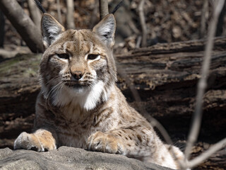 The Scandinavian lynx, Lynx lynx lynx, sits behind a trunk and watches the surroundings