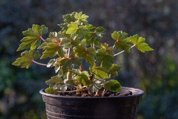 Closeup view of small begonia dregei aka maple leaf or grape leaf begonia in outdoor sunlight on natural background