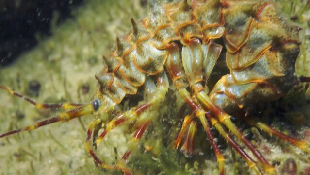 Unique endemic crustacean crayfish Acanthogammarus deep underwater in animal world of peculiar wild nature of Lake Baikal in Siberia Russia.