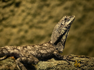 The frilled-necked lizard, Chlamydosaurus kingii, has large skin growths on its neck.