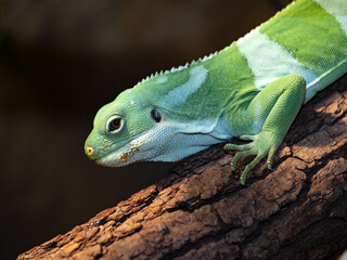 Fiji banded iguana, Brachylophus fasciatus, the green color of the iguana blends with the vegetation.