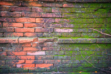 Old red brick wall covered with green, moss, fern texture background. Detail of nature, environmental and texture background concept.