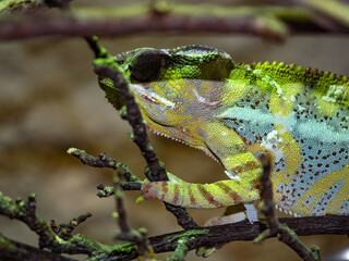 The panther chameleon, Furcifer pardalis, changes color according to environment and mood.
