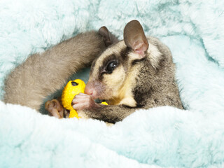 フィギュアを確認するフクロモモンガ