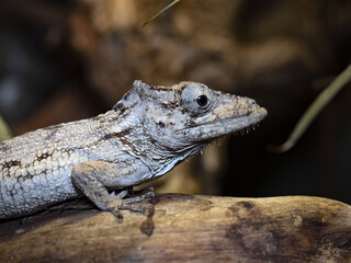 Oriente bearded anole, Anolis porcus, blends in with the bark of the tree