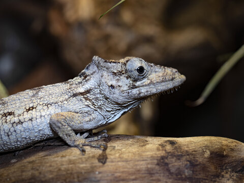 Oriente bearded anole, Anolis porcus, blends in with the bark of the tree