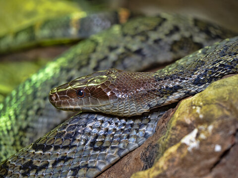The Red-headed Rat Snake, Orthriophis moellendorffi, is a fairly large brightly colored snake.