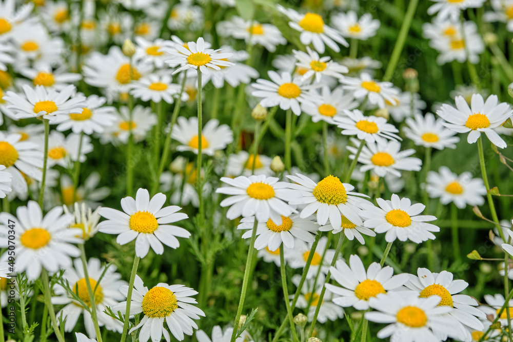 Wall mural White daisies on the meadow, background of daisies. Flowering chamomile pharmacy.