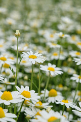 White daisies on the meadow, background of daisies. Flowering chamomile pharmacy.