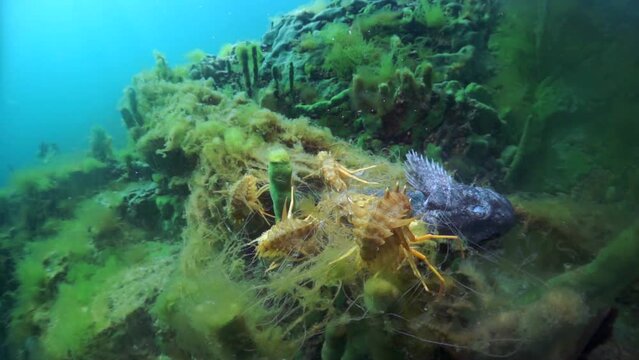 Crayfish Acanthogammarus underwater in animal world of Lake Baikal in Siberia Russia.