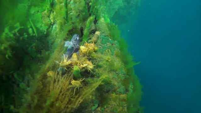 Macro shooting crayfish Acanthogammarus deep underwater in animal world of peculiar wild nature of Lake Baikal in Siberia Russia.
