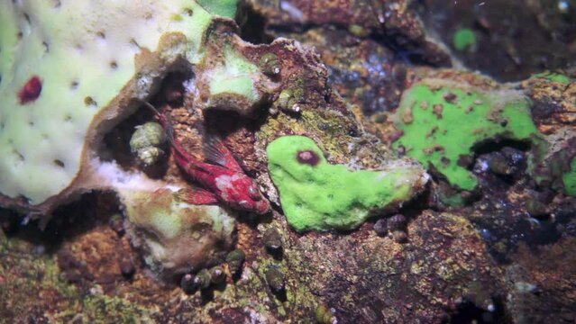 Macro shooting crayfish Acanthogammarus deep underwater in animal world of peculiar wild nature of Lake Baikal in Siberia Russia.
