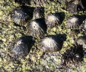 berniques collées sur les rochers en bretagne à marée basse