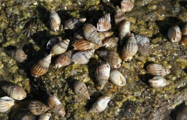 bernard l'hermite sur les rochers à marée basse