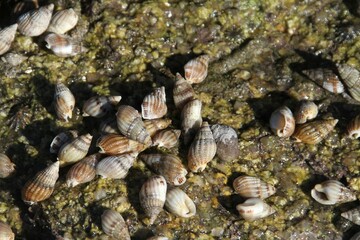 bernard l'hermite sur les rochers à marée basse en Bretagne