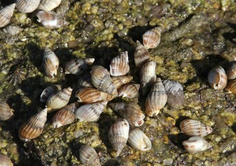 bernard l'hermite , coquillage sur les rochers à marée basse en Bretagne