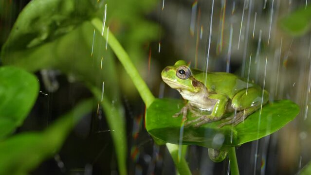 4K slow motion video of frogs bathing in water.
4K 120fps edited to 30fps.