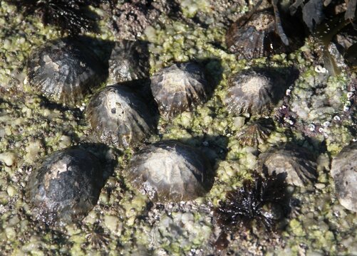 berniques coll&eacute;es sur un rocher &agrave; mar&eacute;e basse en Bretagne