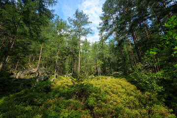 Summer forest in the Carpathians, on a mountain slope