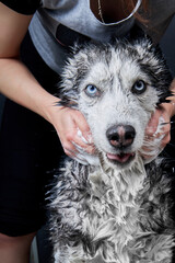 Hands soap the husky dog, siberian husky dog washing