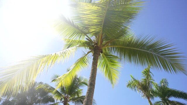 Palm trees low-angle footage on a bright sunny day. Palm trees against the clear blue sky. Concept of tropical areas. Coconut trees swaying in the wind. Perfect for a background picture. Miami and