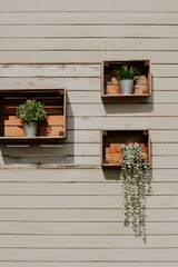Fototapeta na wymiar vintage shelf with small green plants in pots on the wall