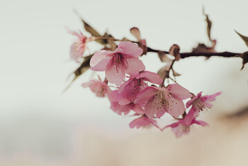 来ル海の河津桜