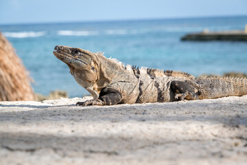 Close up portrait of a wild Lizard.