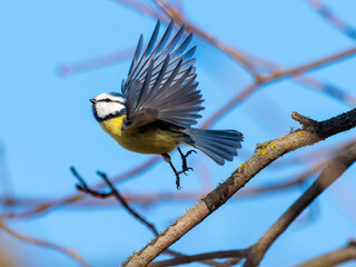 Blue tit in flight