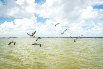 A flock of seagulls flying under river. Rio Lagartos, Mexico