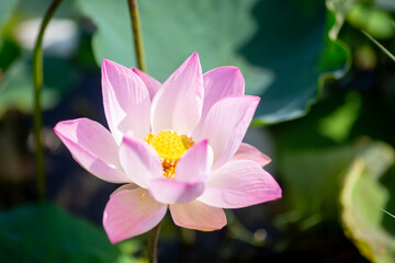 Pink Lotus Flower Or Water Lily Floating with blurry green leaf.