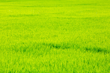 Fototapeta na wymiar Rice field green grass landscape background. Green background.