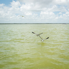 A flock of seagulls flying under river. Rio Lagartos, Mexico