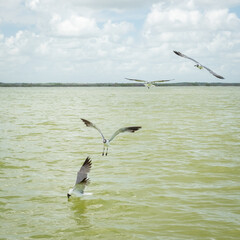 A flock of seagulls flying under river. Rio Lagartos, Mexico