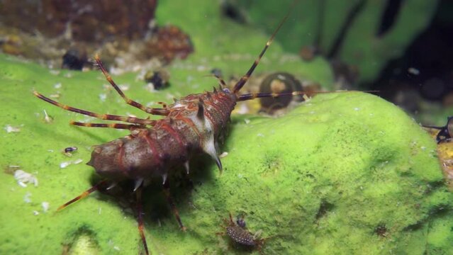 Macro shooting crayfish Acanthogammarus deep underwater in animal world of peculiar wild nature of Lake Baikal in Siberia Russia.