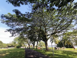 path of canopies
