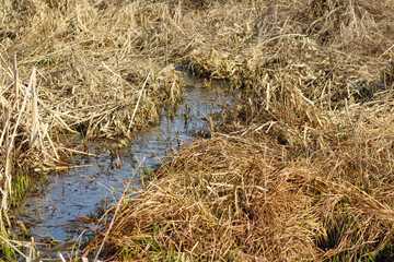 Water channel between the reeds