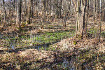A beautiful springtime scenery of a swampy forest in Ukraine. Spring landscape of a wet forest and small trees growing.