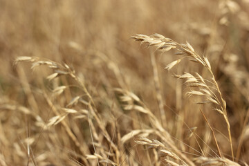 Wheat ears in a field close up on a blurred background