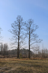 Two big and beautiful trees in the woods near the clearing