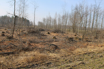 Obraz na płótnie Canvas Illegal logging of valuable species of wood in Ukraine
