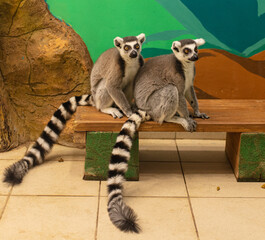 Two lemurs in love in the zoo.