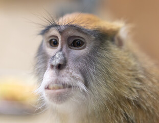 Monkey portrait in the zoo.