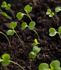 Small green sprouts of seedlings in the ground